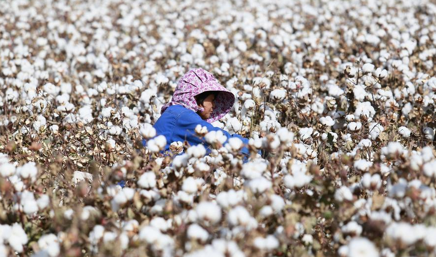 新疆棉花竟然...